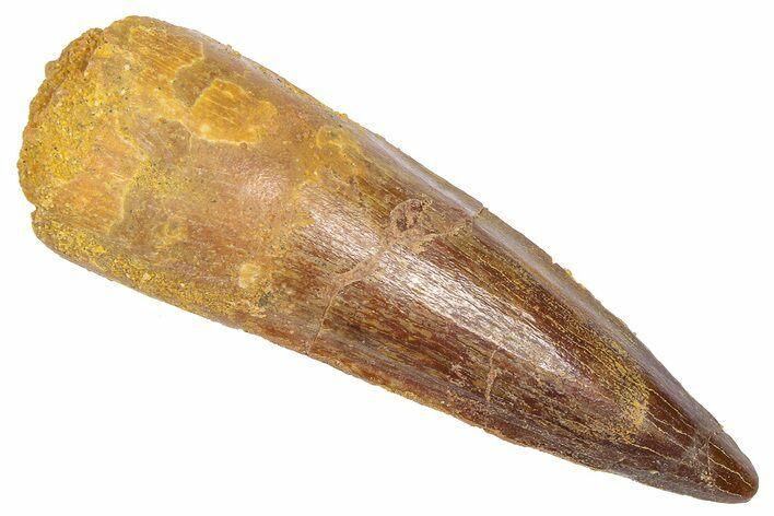 Fossil Spinosaurus Tooth - Real Dinosaur Tooth #382394